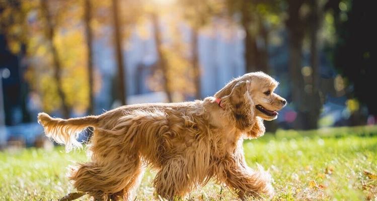 可卡犬不吃饭怎么办？（宠物饮食问题，以及可卡犬不吃饭的原因分析与解决方法）