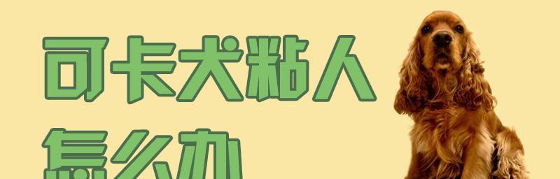 如何让你的可卡犬听从指令（掌握教育技巧，培养听话习惯）