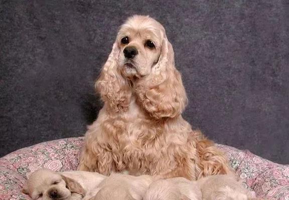 如何让你的可卡犬长得更高大？（以宠物为主，从饮食、运动、护理三方面着手）