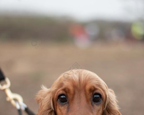 如何让你的可卡犬长得更高大？（以宠物为主，从饮食、运动、护理三方面着手）