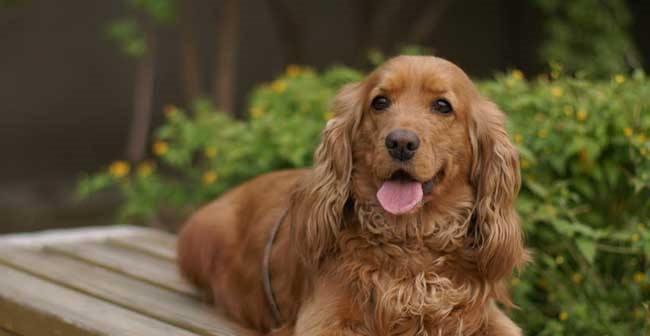 可卡犬慢跑实施要领（以宠物为主，让可爱的可卡犬享受慢跑的乐趣）