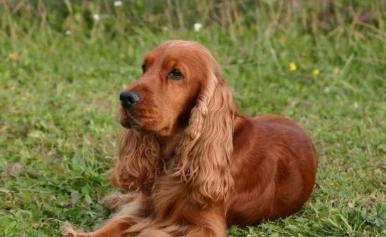 可卡犬慢跑实施要领（以宠物为主，让可爱的可卡犬享受慢跑的乐趣）