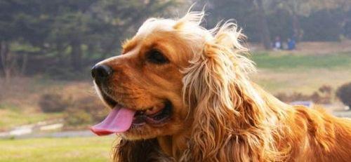 可卡犬生病了怎么办？（细心呵护是宠物健康的保障）