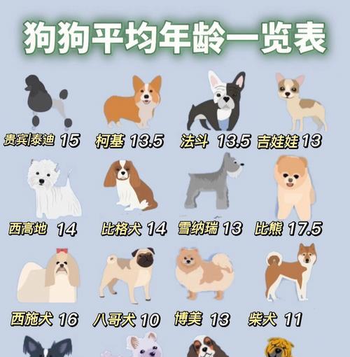 夏季养护可卡犬，让宠物健康度过夏天（从饮食、运动到防暑降温，一一为你详解可卡犬的夏季养护方法。）