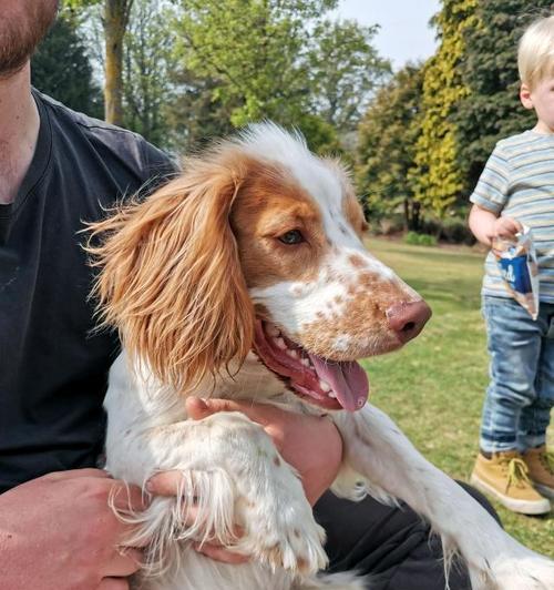 如何鉴别可卡犬的纯种性（从毛发、体型、颜色、血统等角度看可卡犬的纯不纯）