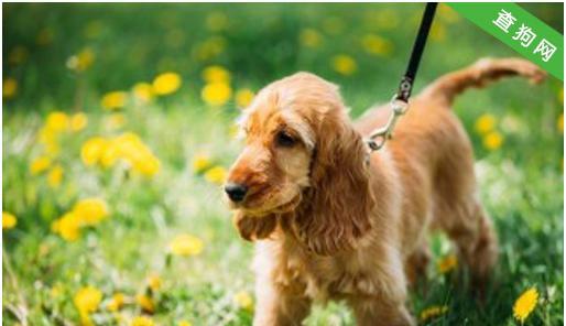 可卡犬的正确饲养方法（如何让你的可卡犬健康快乐生活）