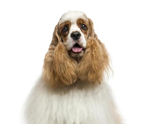 可卡犬的正确饲养方法（如何让你的可卡犬健康快乐生活）