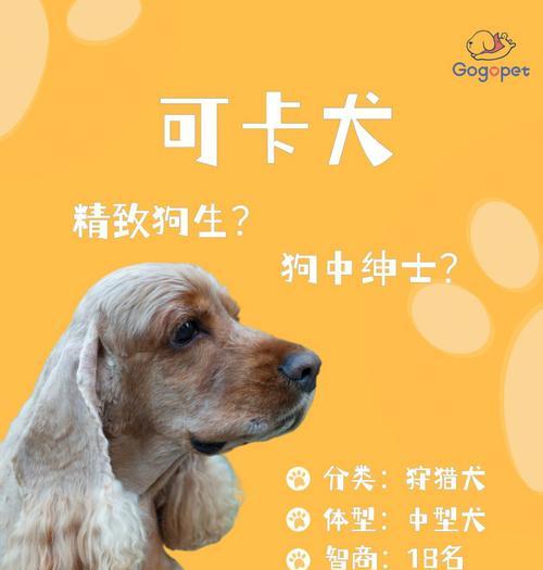 养可卡犬须知（打造快乐健康的狗狗生活）