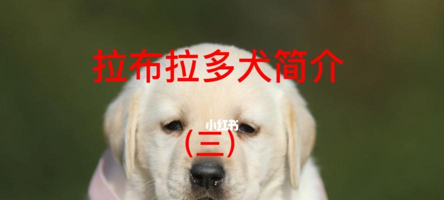 拉布拉多犬头部特征揭秘（探索拉布拉多犬头部之谜，解析其特征与魅力）
