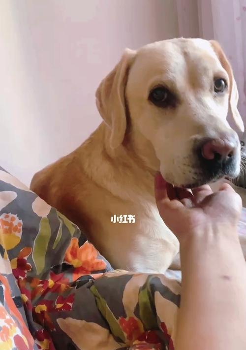 拉布拉多犬是否容易打架？（探究拉布拉多犬的攻击性和如何预防）