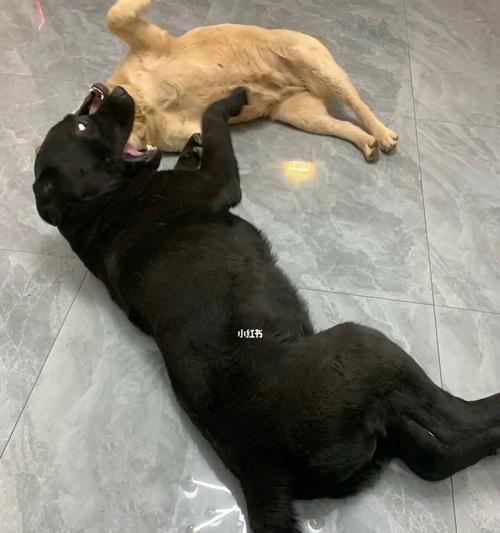 拉布拉多犬是否容易打架？（探究拉布拉多犬的攻击性和如何预防）