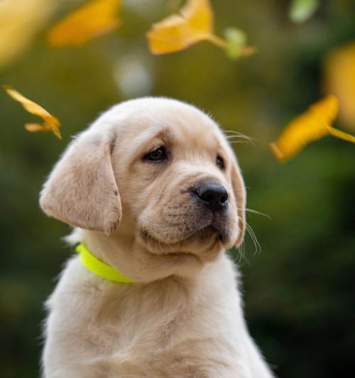 拉布拉多犬的成长之路（以宠物为主，探究拉布拉多犬能长多大）