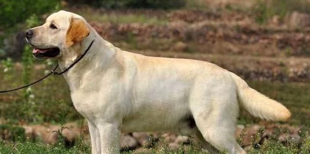 拉布拉多犬的成长之路（以宠物为主，探究拉布拉多犬能长多大）