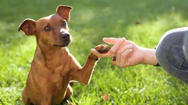 拉布拉多犬手势训练指南（让你的宠物犬听从你的手势指令）