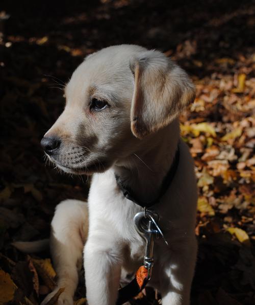 拉布拉多幼犬饲养指南（从选择到训练，一步步教你养好可爱的拉布拉多幼犬）