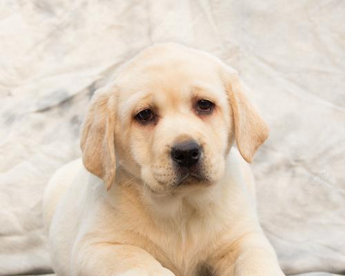拉布拉多幼犬饲养指南（从选择到训练，一步步教你养好可爱的拉布拉多幼犬）