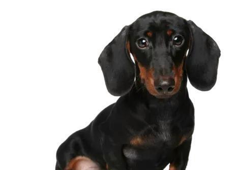 腊肠犬身高体重标准及饲养技巧（了解腊肠犬的体型特征，助你做个称职的宠物主人）