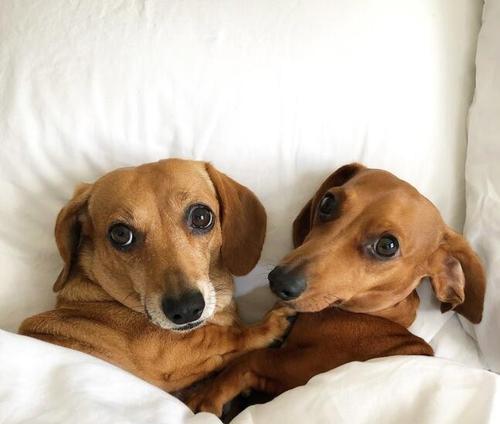 如何选择适合腊肠犬的狗粮？（了解腊肠犬的特点，让爱它更健康）