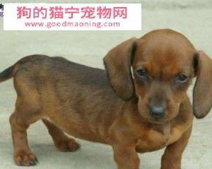 腊肠犬拉肚子应对全攻略（从食物、喂养、治疗到预防，为您的腊肠犬排忧解难）