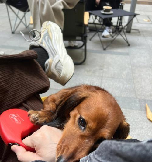 如何正确护理你的腊肠犬（细节决定一切，从日常护理开始）