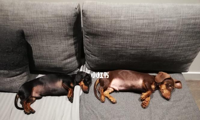 如何正确护理你的腊肠犬（细节决定一切，从日常护理开始）
