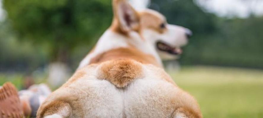 腊肠犬断尾的原因和影响（为什么要给腊肠犬断尾？断尾对腊肠犬的影响有哪些？）