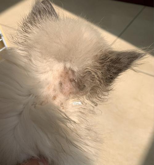 如何去除宠物猫咪的猫癣（从原因到治疗，全面了解宠物猫咪的猫癣）