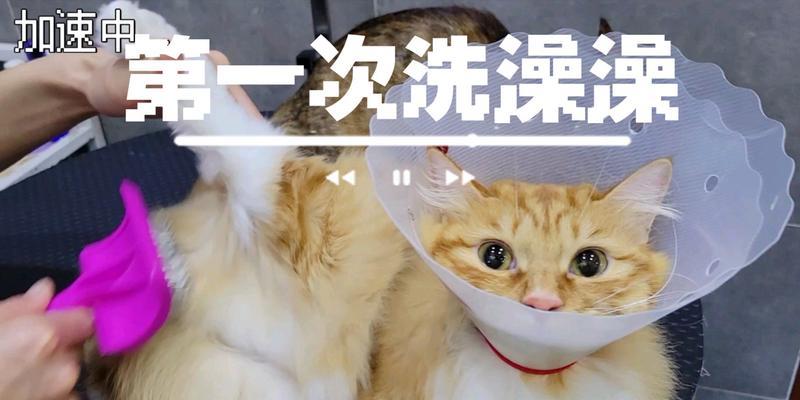 猫咪洗澡的最佳频率（掌握正确的洗澡时间和方法，让猫咪更健康）
