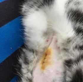 猫咪发情期的生理变化与注意事项（探讨猫咪发情期的特征和处理方式，让你更好地照顾你的宠物）