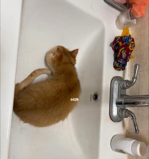 如何给猫咪洗澡？（宠物保健）
