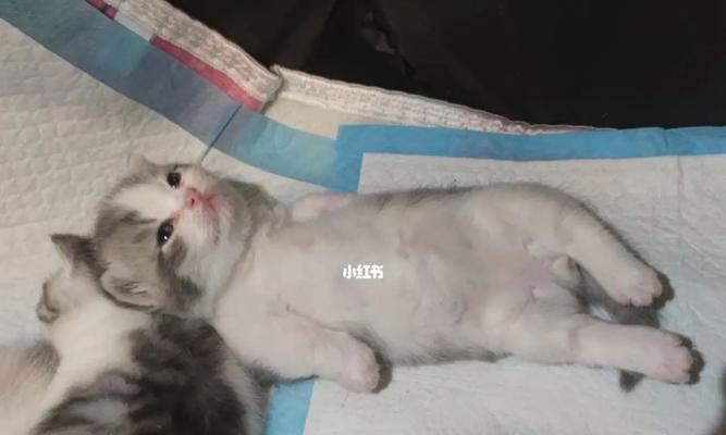 揭秘猫咪抑郁症（探究猫咪抑郁症的原因和治疗方法，让你更懂得爱护宠物）