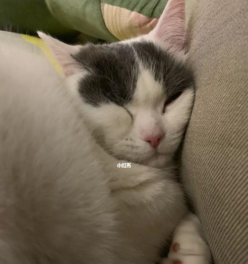 揭秘猫咪抑郁症（探究猫咪抑郁症的原因和治疗方法，让你更懂得爱护宠物）