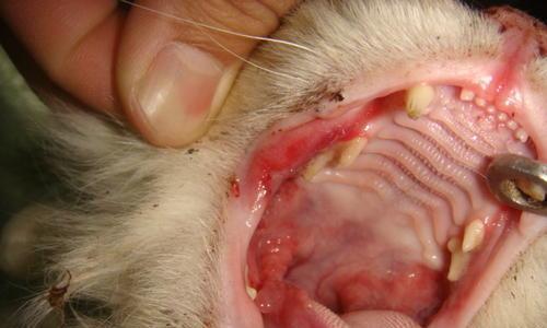 如何帮助宠物猫咪缓解口腔疾病？（猫咪口腔疾病的表现及预防、治疗方法）