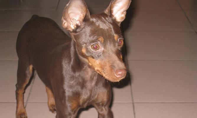 迷你杜宾犬日常饲养指南（从喂食到护理，全方位呵护你的小狗）