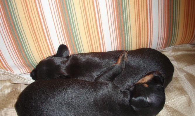 迷你杜宾犬日常饲养指南（从喂食到护理，全方位呵护你的小狗）