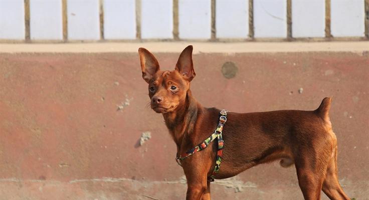 迷你杜宾犬能否吃香蕉？（详解迷你杜宾犬的饮食健康问题）