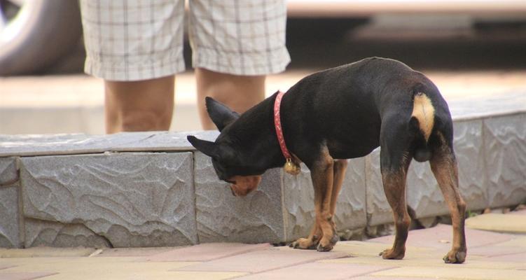 迷你杜宾犬能否吃香蕉？（详解迷你杜宾犬的饮食健康问题）
