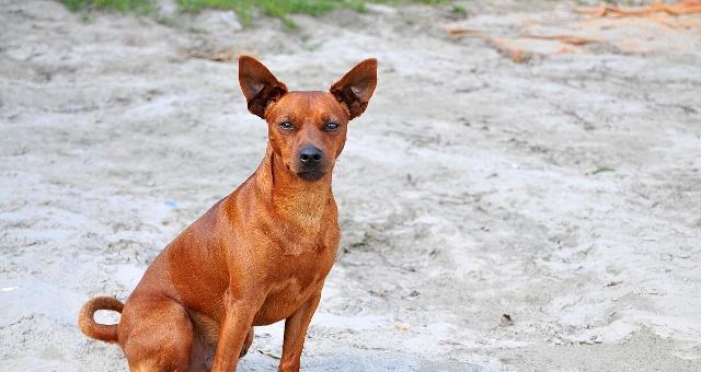 探究迷你杜宾犬缺锌的防治措施（从宠物健康的角度出发，揭示迷你杜宾犬缺锌的危害及解决方法）