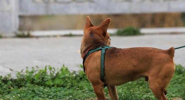 探究迷你杜宾犬缺锌的防治措施（从宠物健康的角度出发，揭示迷你杜宾犬缺锌的危害及解决方法）