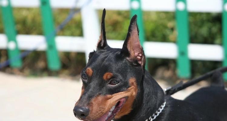 迷你杜宾犬的优点（拥有迷你杜宾犬的10个好处）