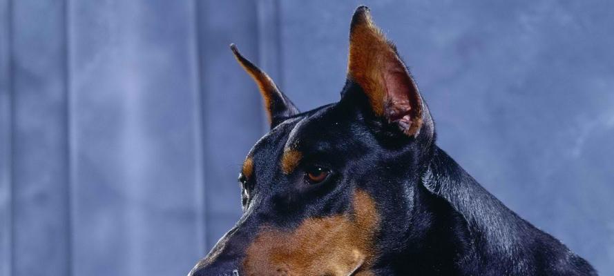 迷你杜宾犬的优点（拥有迷你杜宾犬的10个好处）