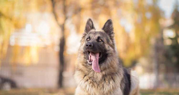 如何训练牧羊犬大小便？（以宠物为主，打造干净卫生的生活环境）