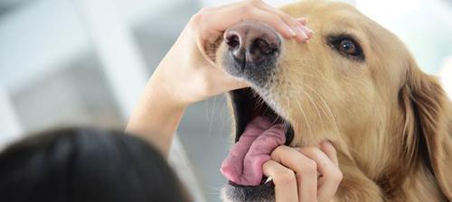 宠物养护（保护狗狗健康，从以下15个方面入手）