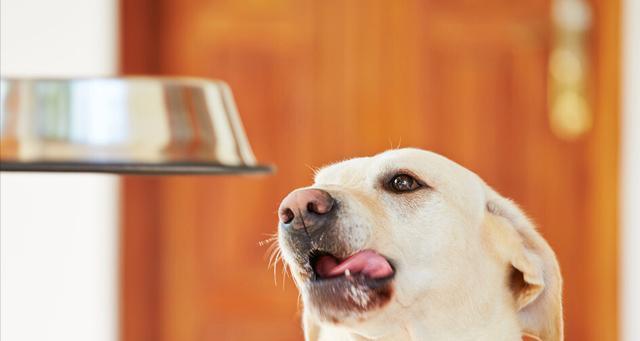 老年狗狗如何正确喂食（科学喂养老年犬，让宠物健康长寿）