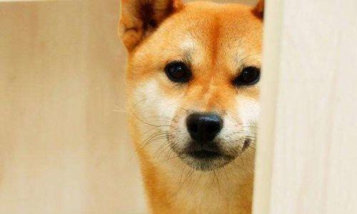 教你如何训练秋田犬趴下（如何让你的秋田犬像个乖孩子一样趴下？）