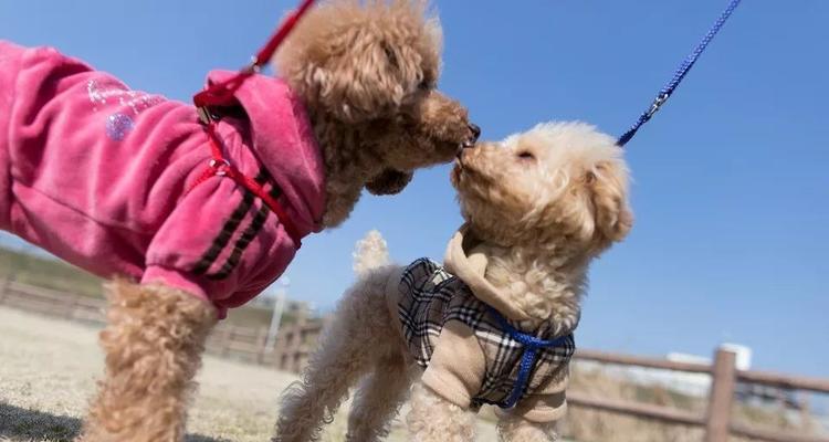 提升宠物犬的声响适应能力（宠物犬如何应对声响刺激？）