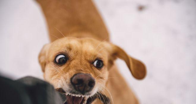 提升宠物犬的声响适应能力（宠物犬如何应对声响刺激？）