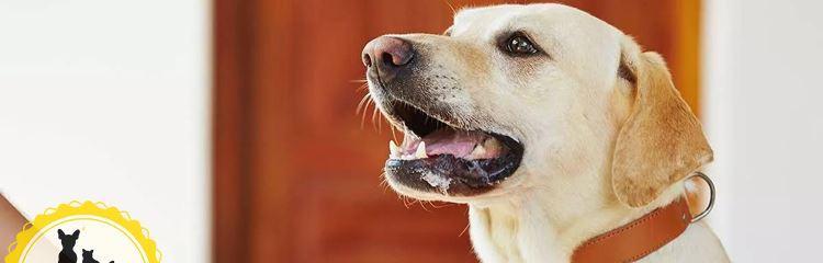 缺钙会给宠物狗带来哪些危害？（探究缺钙对狗狗身体的影响，让爱犬健康成长）