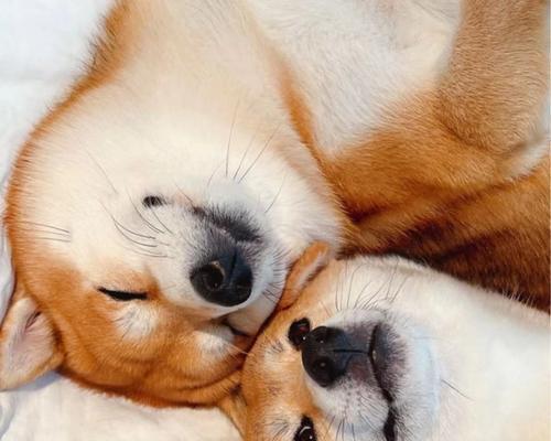 如何正确饲养日本柴犬幼犬（宠物爱好者必读！15个方法帮你养出健康快乐的柴犬幼犬）