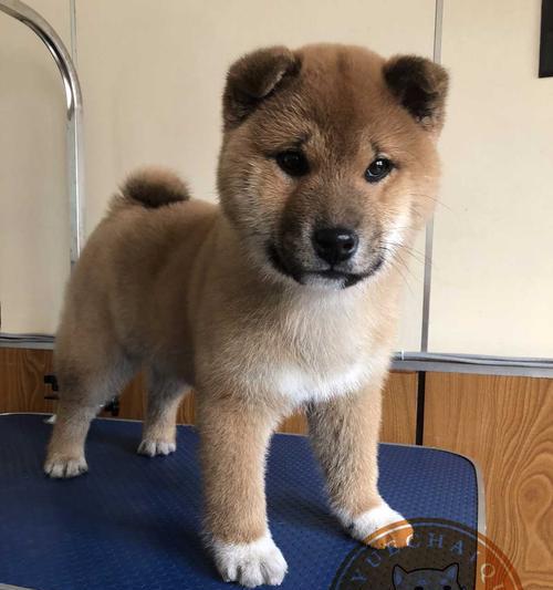 如何正确饲养日本柴犬幼犬（宠物爱好者必读！15个方法帮你养出健康快乐的柴犬幼犬）